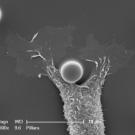 Micropillar