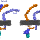 Illustration of cadherin function